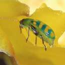 Image of Banded Cucumber Beetle