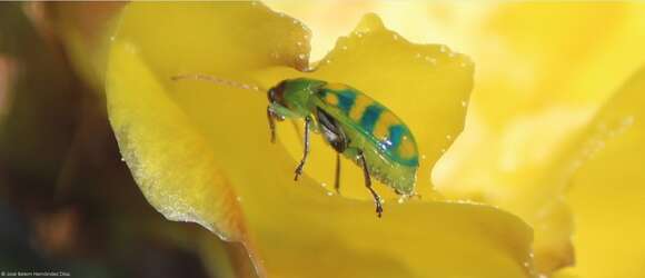 Image of Banded Cucumber Beetle