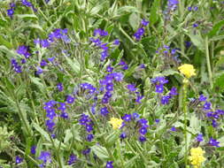 Imagem de Anchusa undulata L.