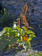 Image of Munk's rhubarb