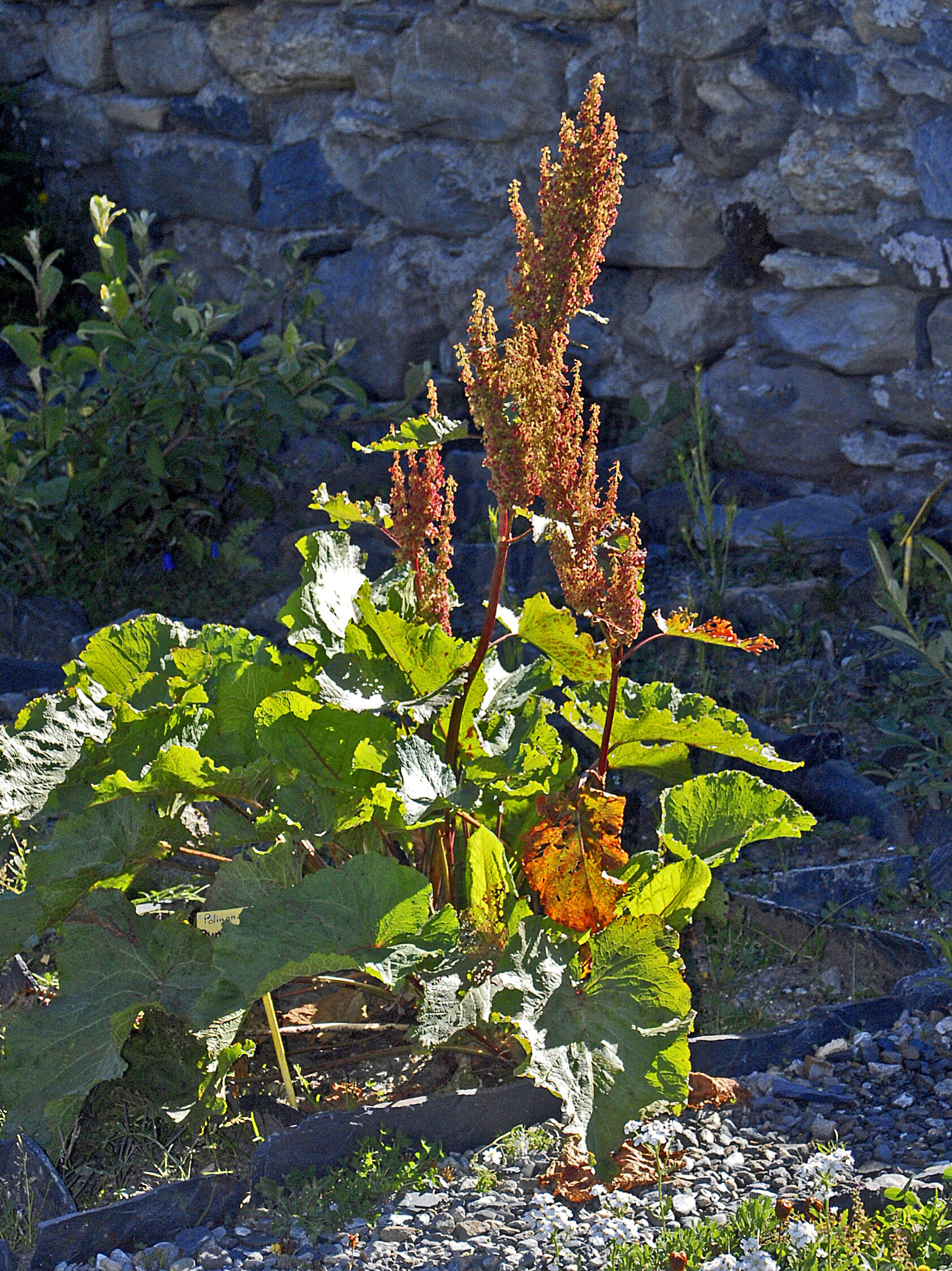 Image of Munk's rhubarb