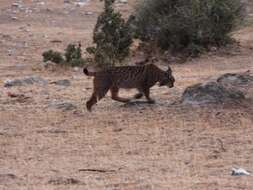 Image of Iberian lynx