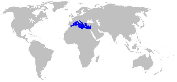 Image of Mediterranean Tapeweed