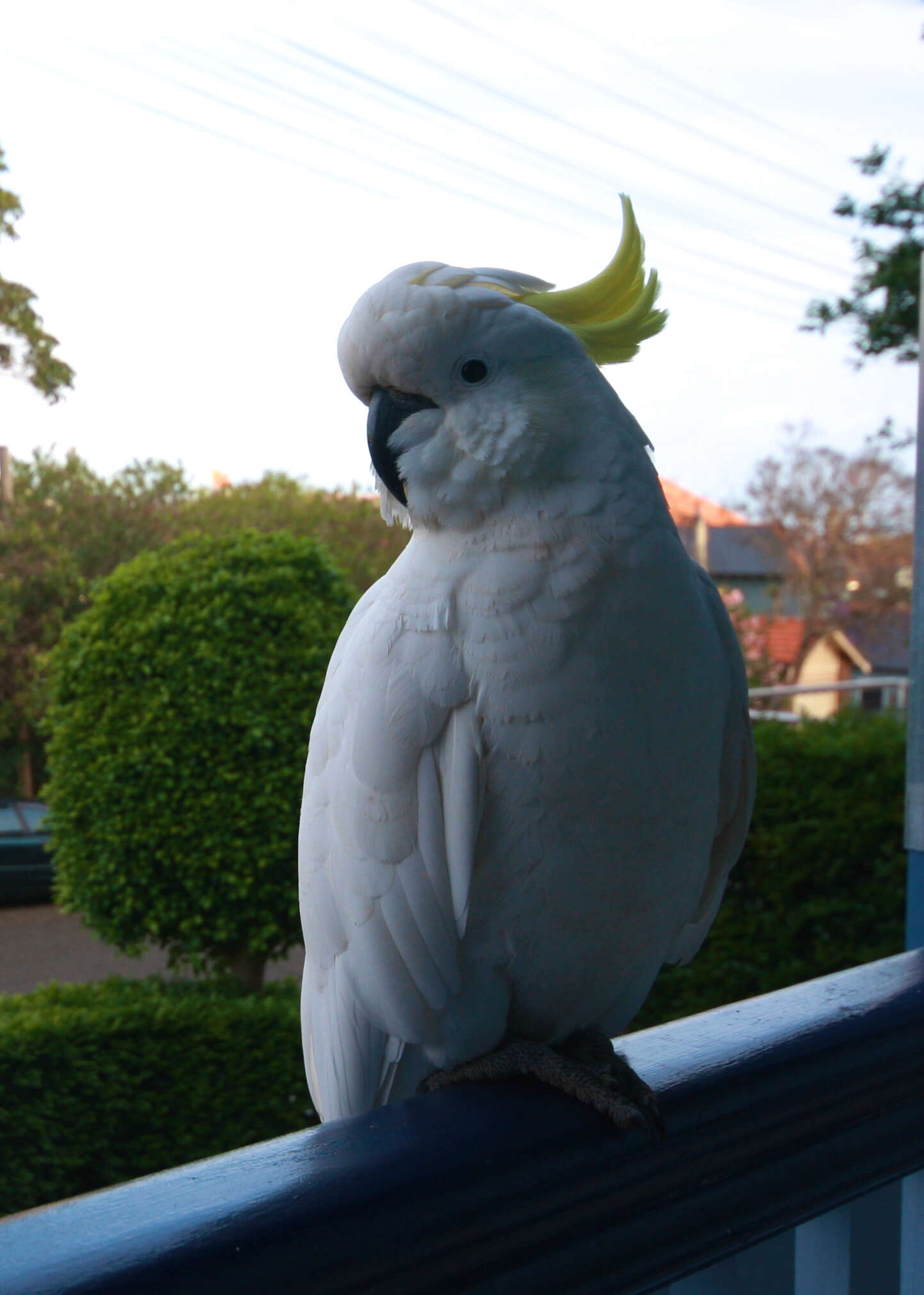 Image of Sulphur-crested Cockatoo