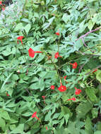 Image of Trans-Pecos morning-glory