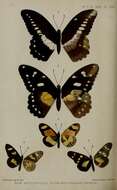 Image de Papilio jacksoni Sharpe 1891