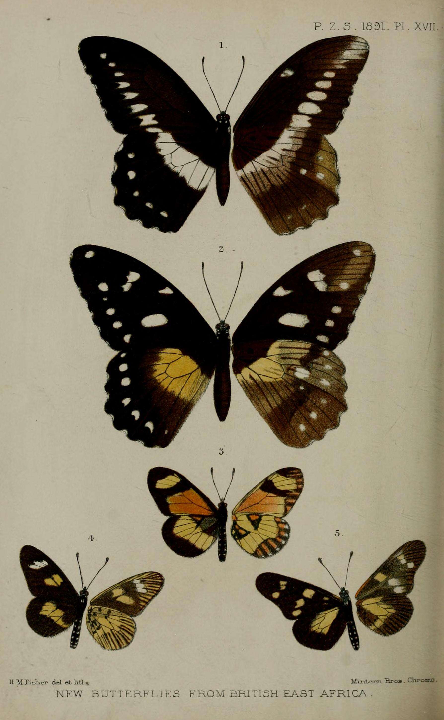 Image de Papilio jacksoni Sharpe 1891