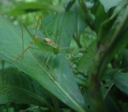 Image of speckled bush-cricket