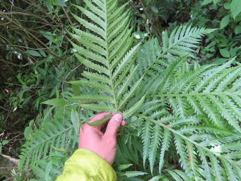 Image of Woodwardia spinulosa Mart. & Gal.