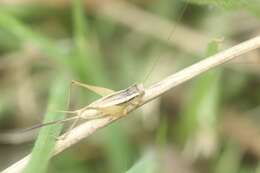 Image of Euscyrtus (Osus) japonicus Shiraki 1930