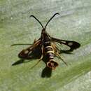 Image of Strawberry Crown Moth