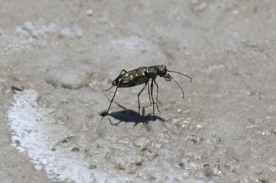 Image of Cicindela (Cicindelidia) hemorrhagica Le Conte 1851