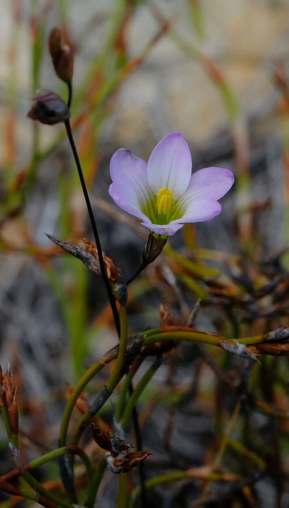 Image de Ixia saundersiana