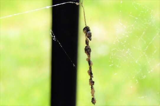 Image of Trashline orbweaver