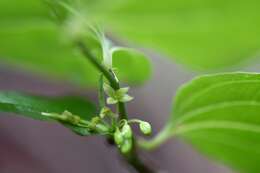 Image of Smilax subpubescens A. DC.