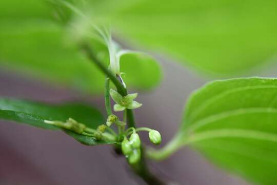 Image of Smilax subpubescens A. DC.