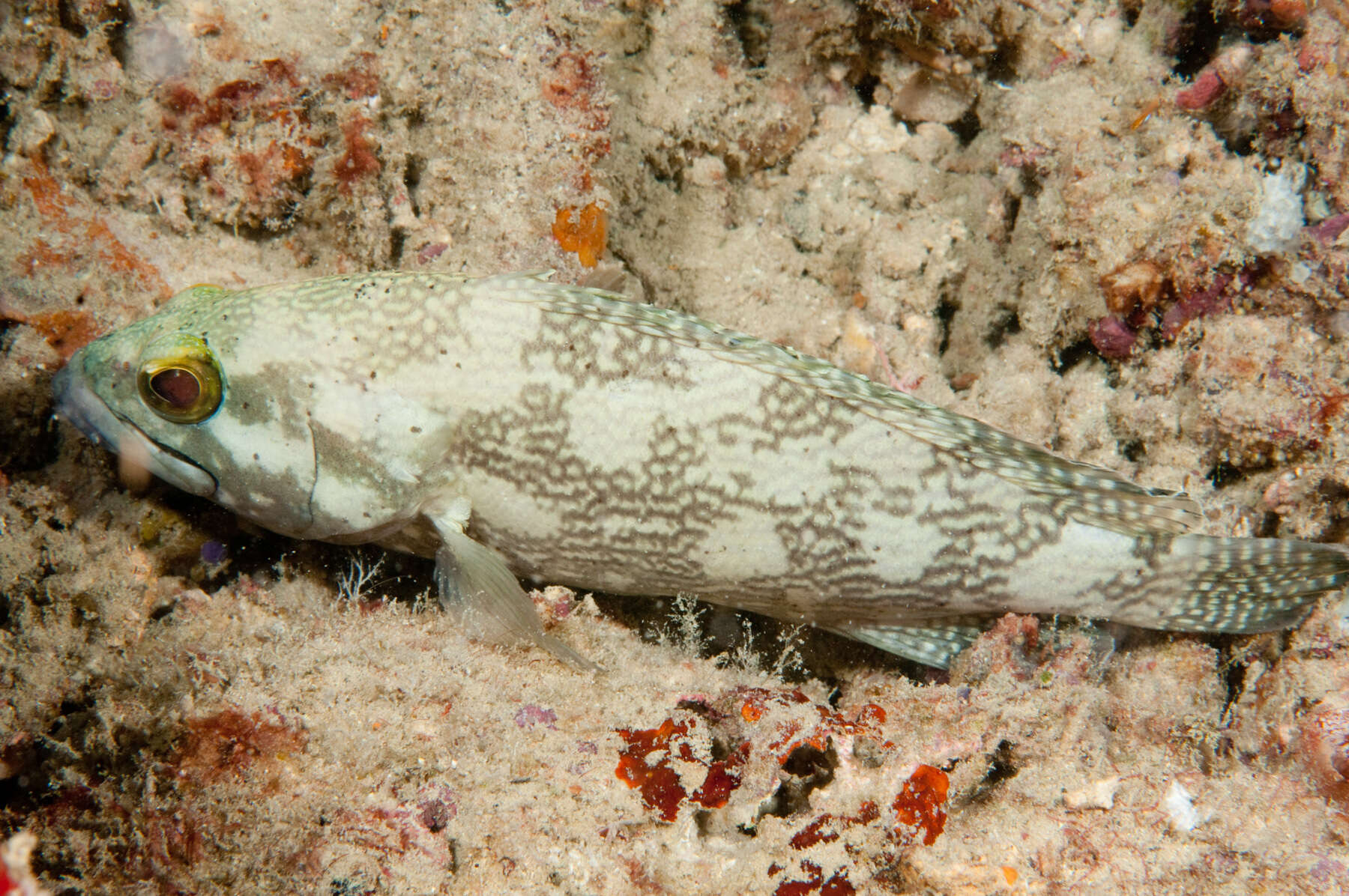 Image of Speckled-fin Rockcod