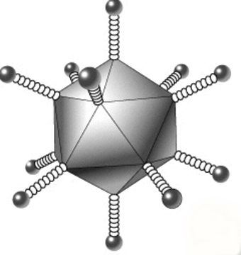 Image of Adenoviridae