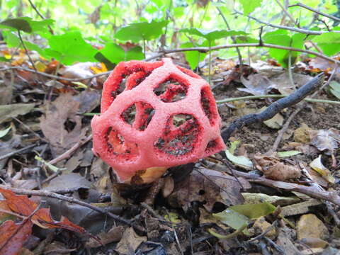 Image of Clathrus ruber P. Micheli ex Pers. 1801