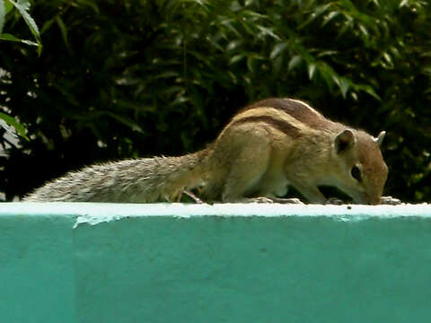 Image of Indian palm squirrel