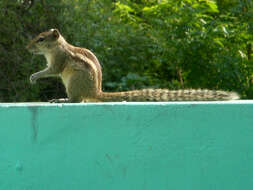 Image of Indian palm squirrel