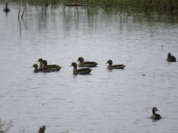 Image of Yellow-billed Teal