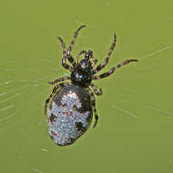 Image of Cyclosa argenteoalba Bösenberg & Strand 1906