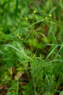 Image of Ranunculus polyanthemos L.