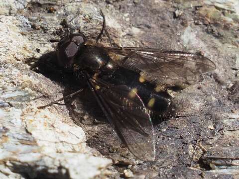 Image of Melangyna quadrimaculata (Verrall 1873)