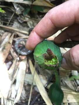 Image of belembe silvestre