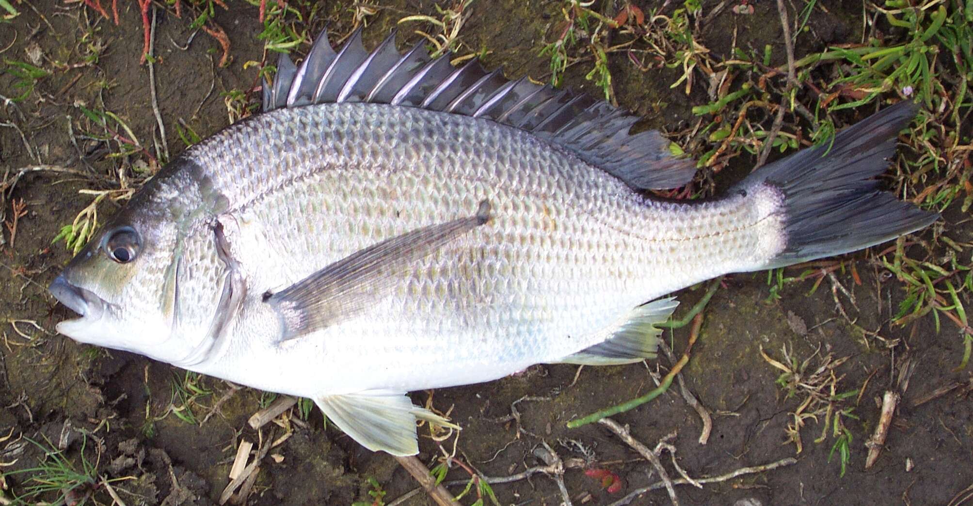 Image of Black Bream