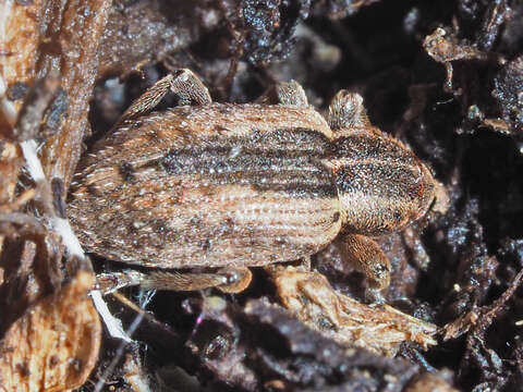 Image of Weevil