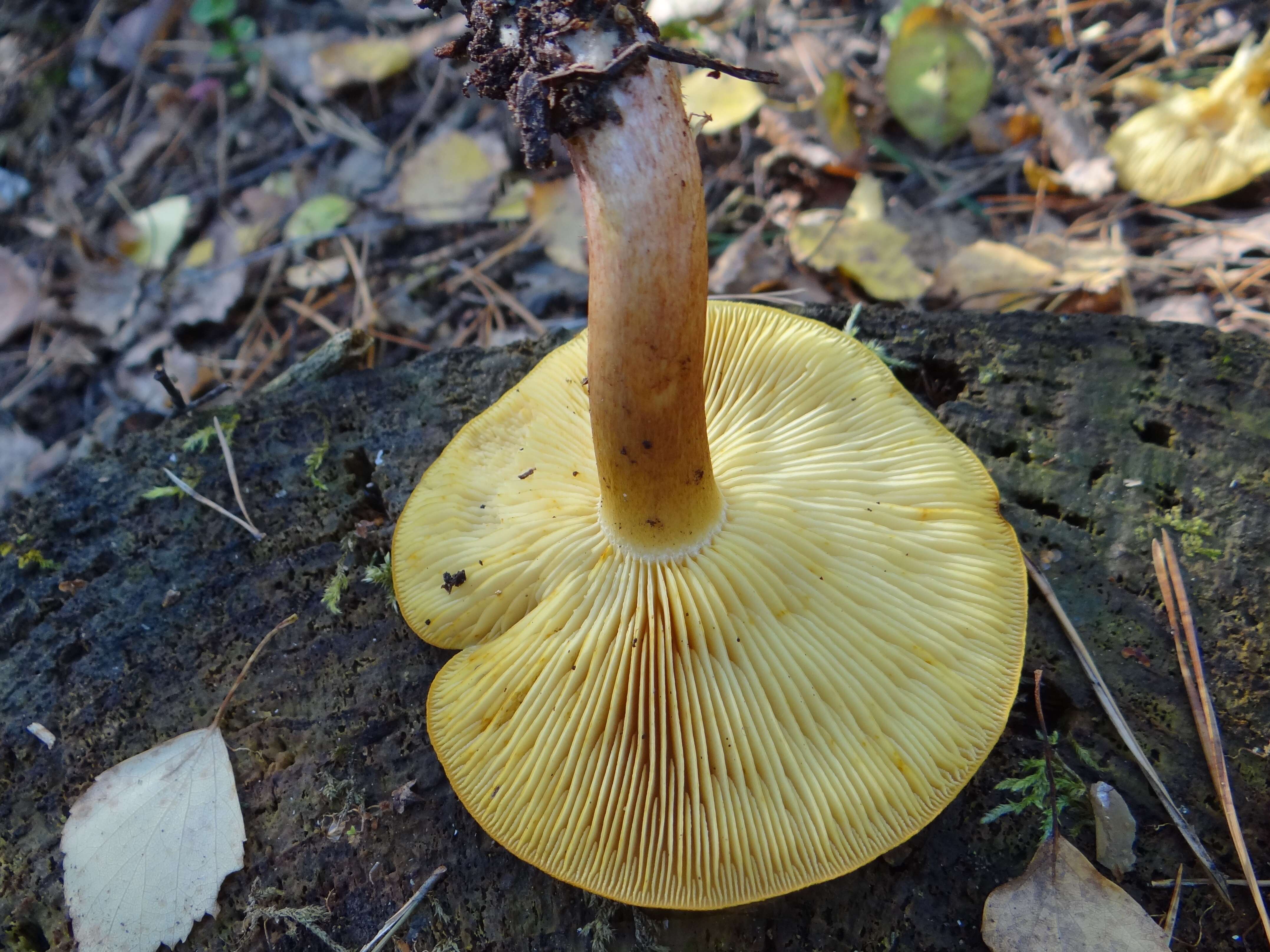 Image of Tricholomopsis rutilans (Schaeff.) Singer 1939