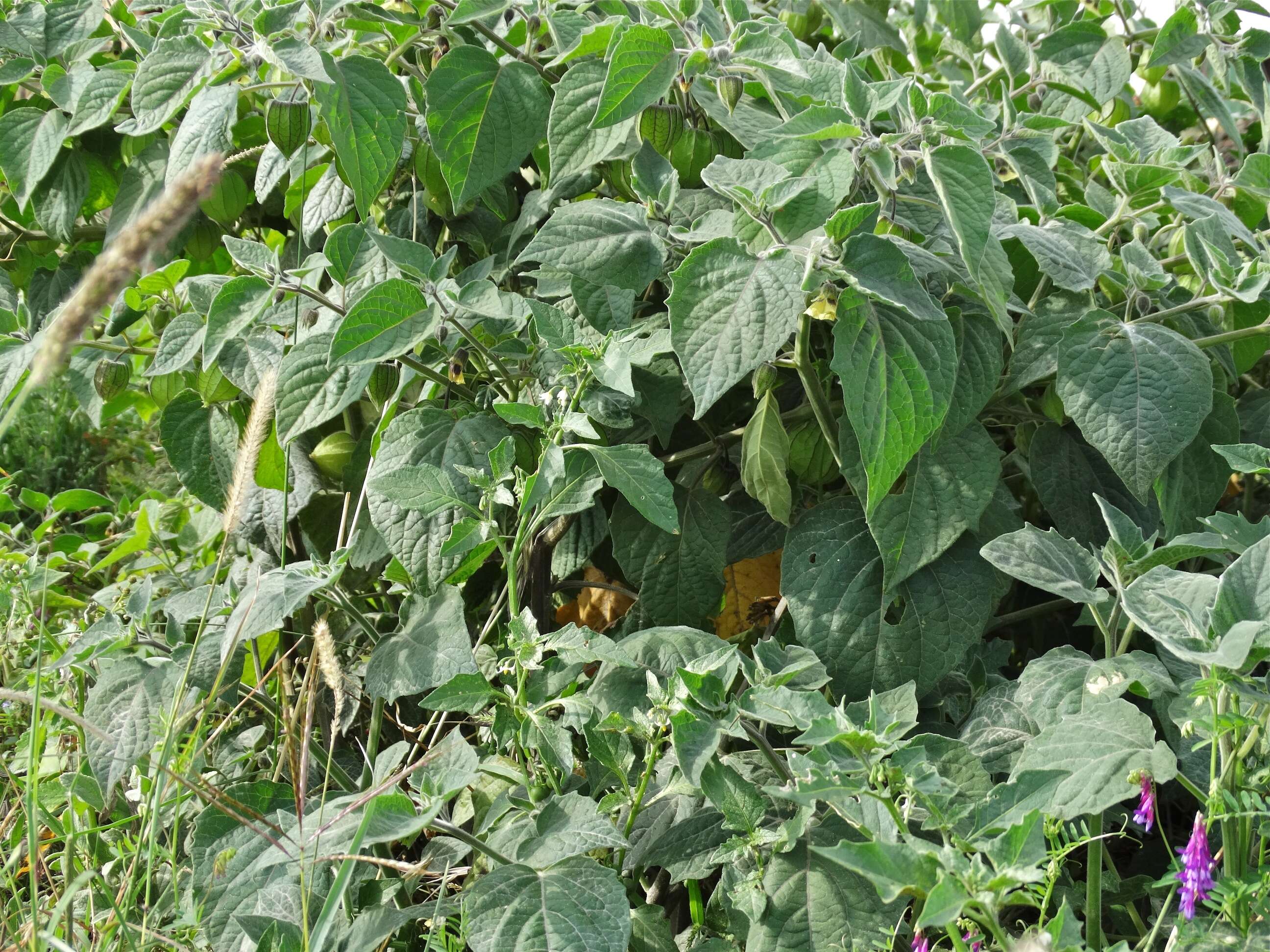 Plancia ëd Solanum nigrum L.