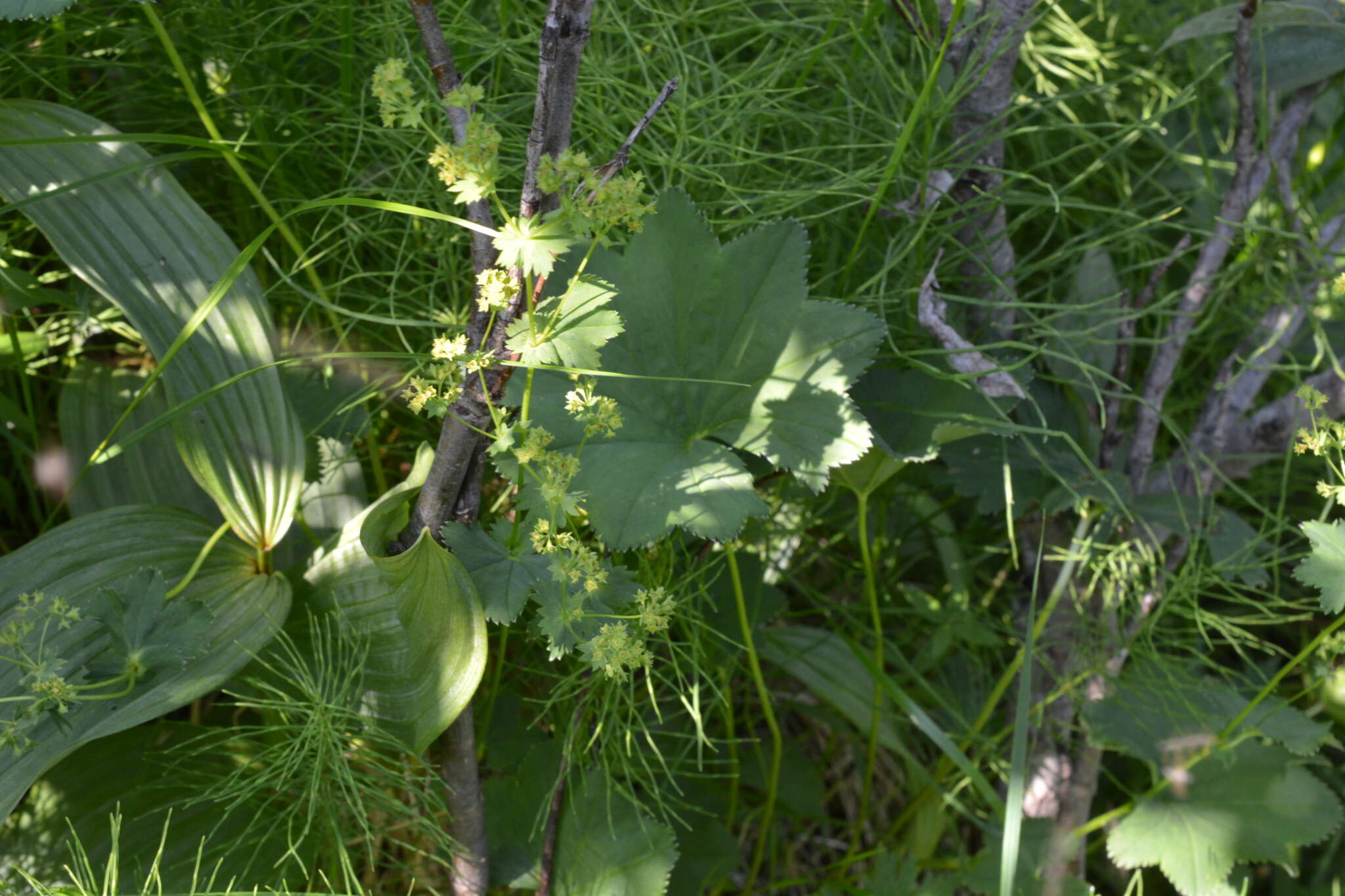 Plancia ëd Alchemilla murbeckiana Buser