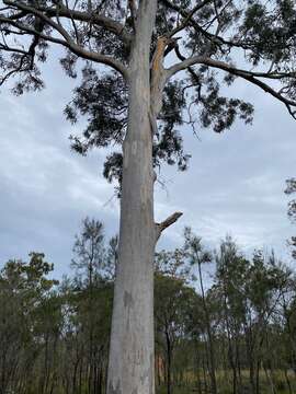 Image of Eucalyptus hallii Brooker