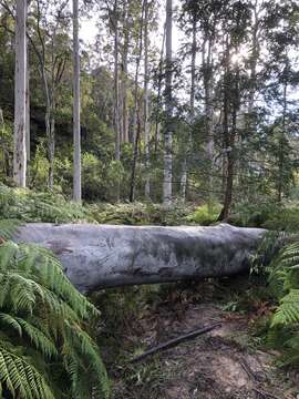 Image de Eucalyptus deanei Maiden