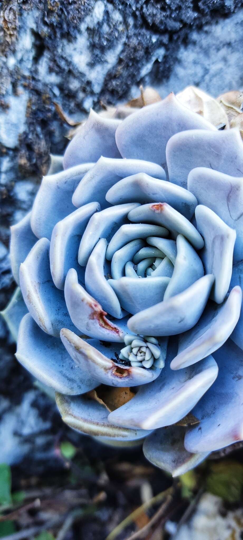 Image of Echeveria lilacina M. Kimnach & R. Moran