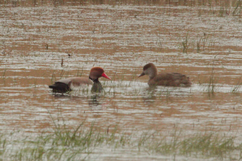 Imagem de Pato-de-bico-vermelho