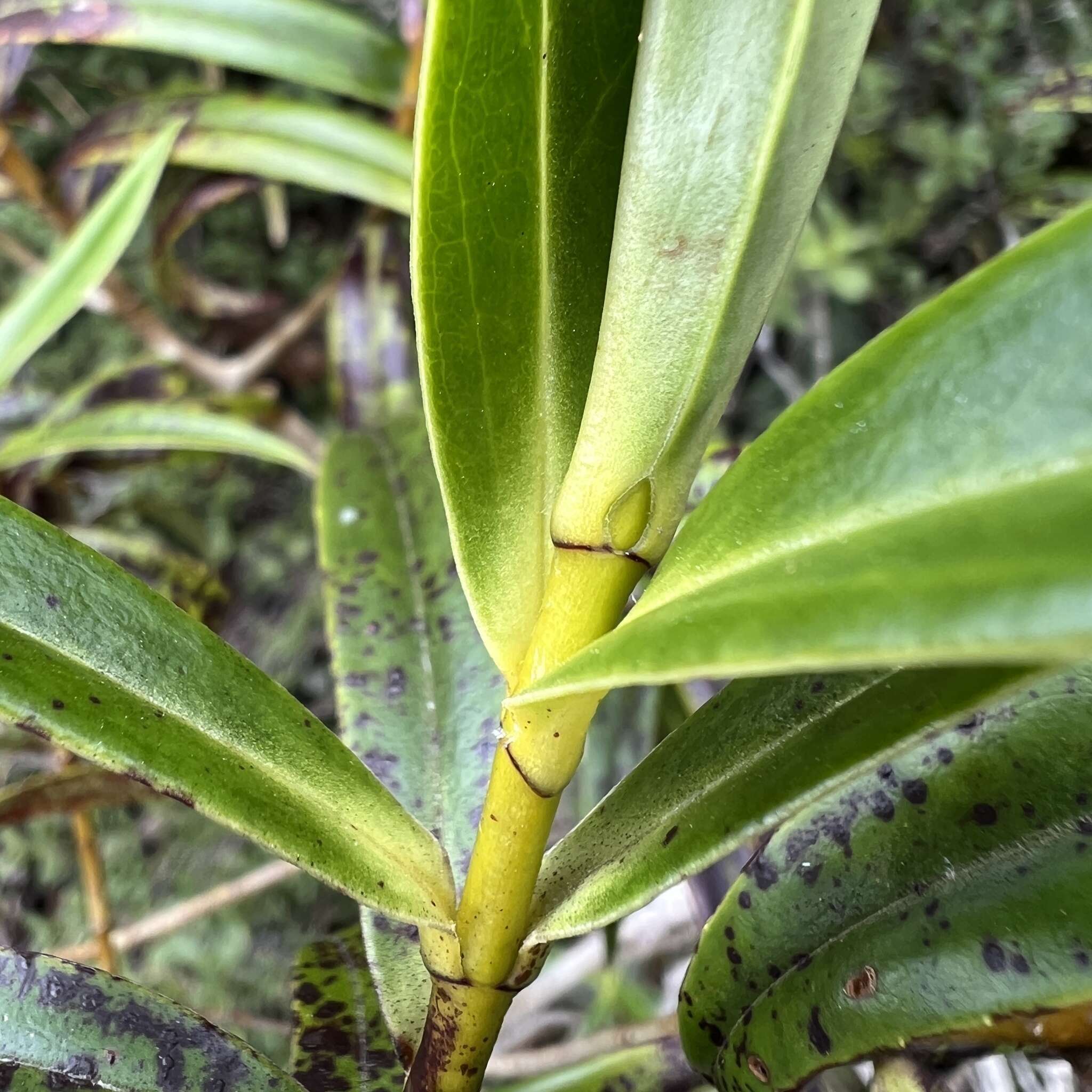 Image of Veronica corriganii (Carse) Garn.-Jones