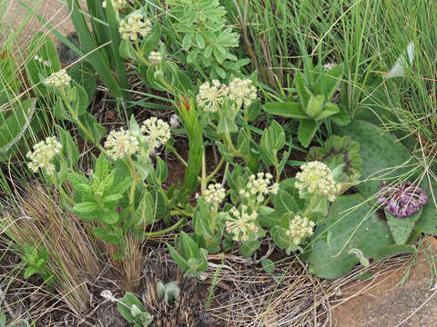 Image de Xysmalobium parviflorum Harv. ex Scott Elliott