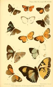 Image of Acraea actinotina Lathy 1903