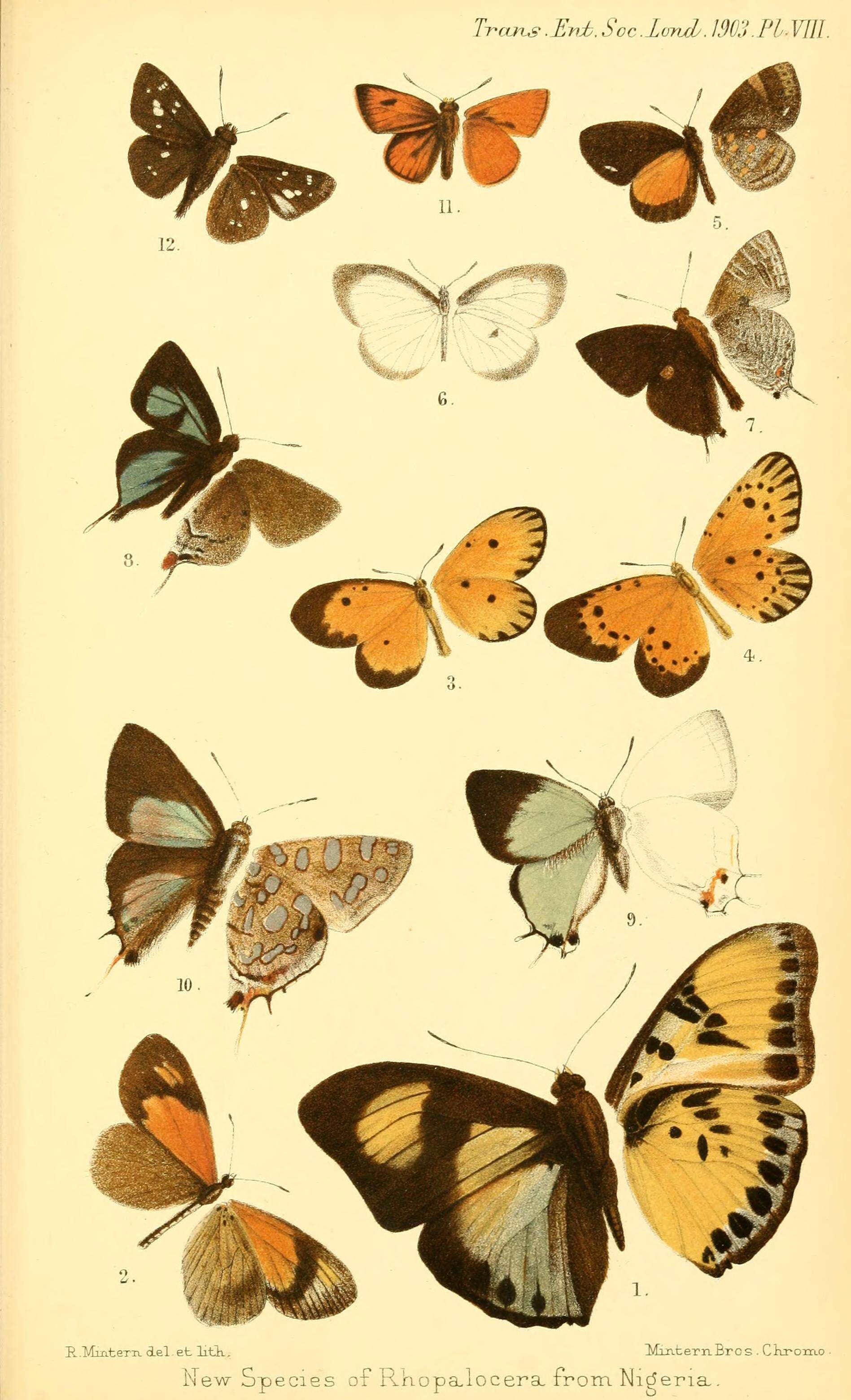 Image de Acraea actinotina Lathy 1903