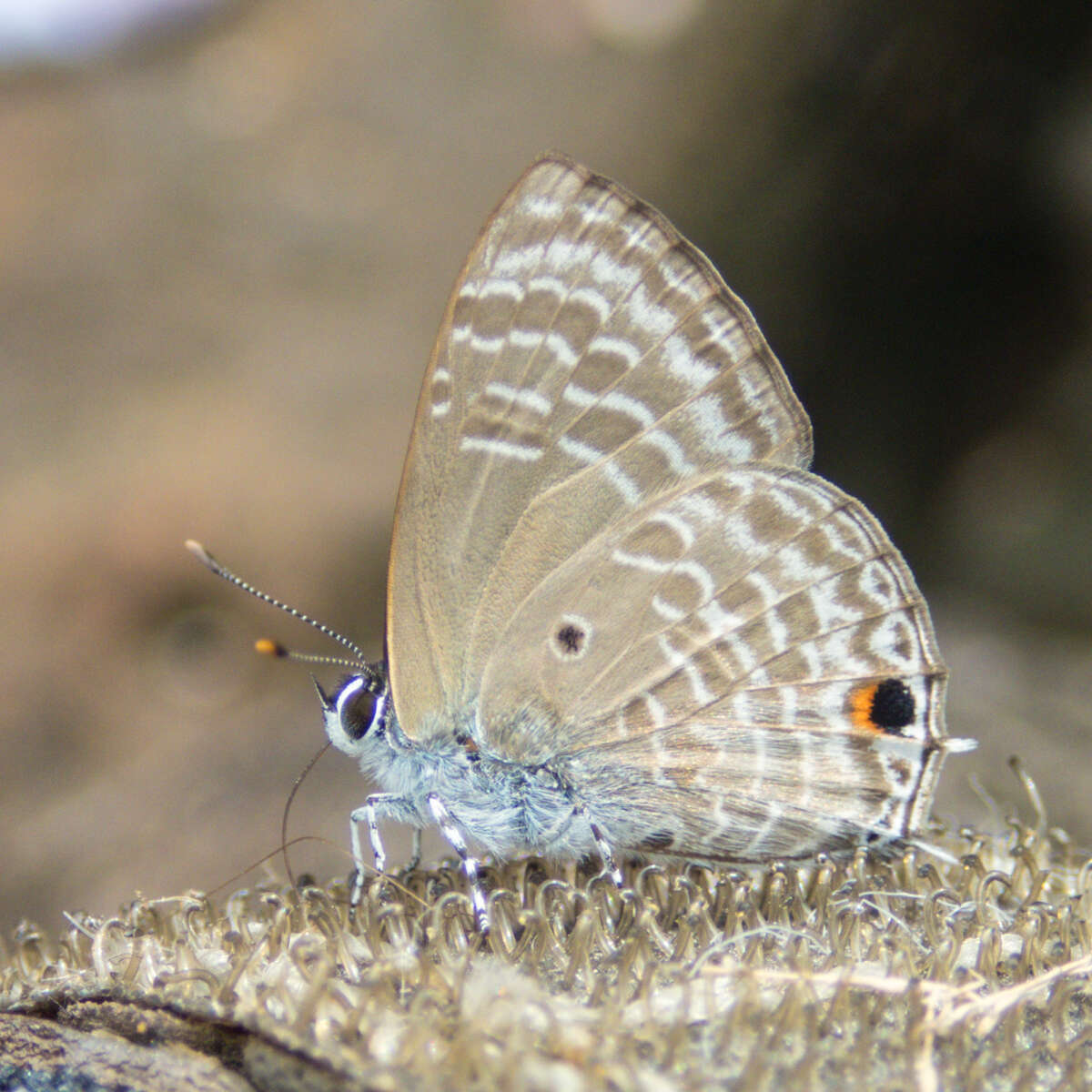 Imagem de Anthene lycaenina lycambes (Hewitson 1878)