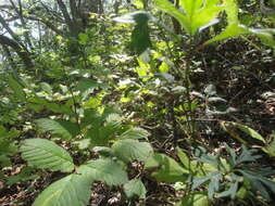 Image of Aconitum stoloniferum Vorosh.