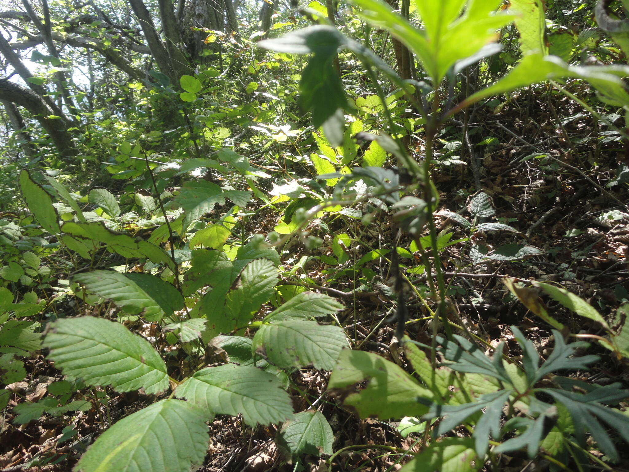 Image of Aconitum stoloniferum Vorosh.