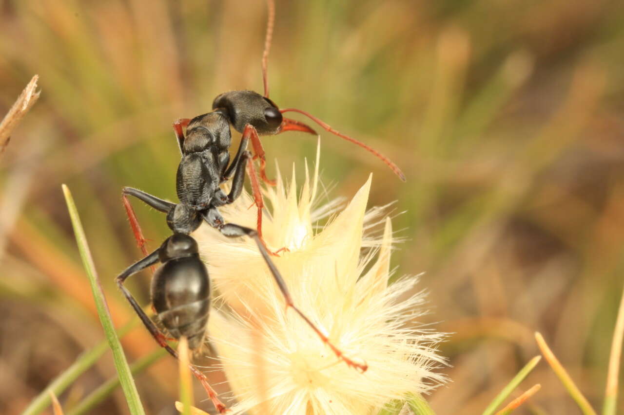 Image of Jack jumper ant