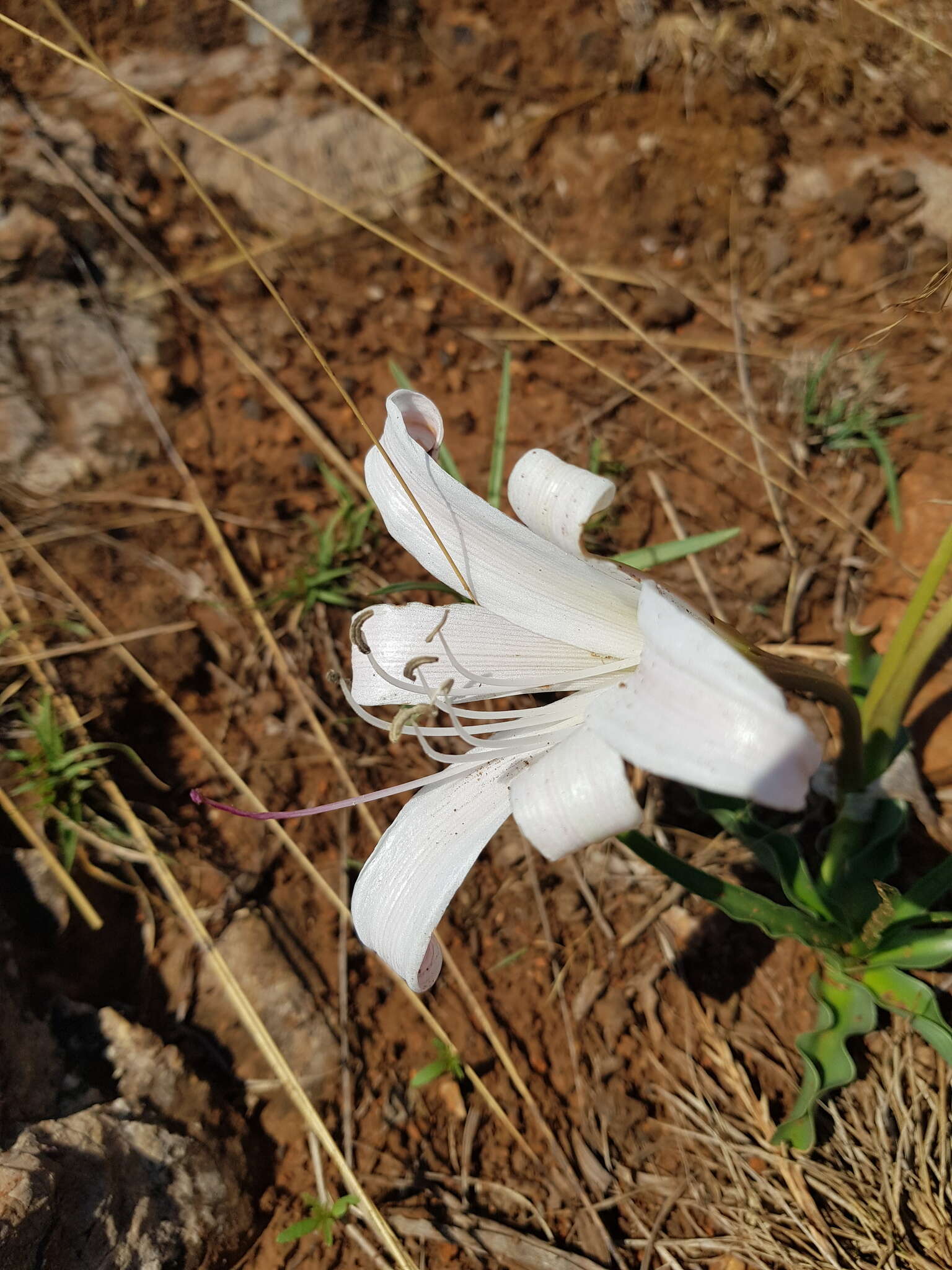 Image de Crinum lugardiae N. E. Br.