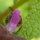 Image de Andrena ovatula (Kirby 1802)