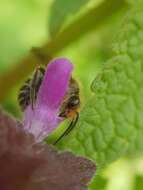 Image of Andrena ovatula (Kirby 1802)